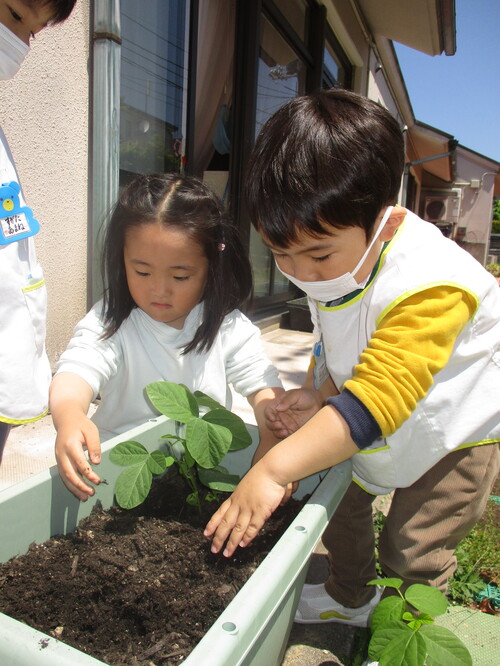 苗植え