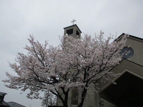 満開の桜